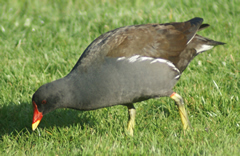 Moorhen